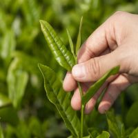疫情無情人有情,博天亞集團董事長吳芷綺收到茶農(nóng)感謝信