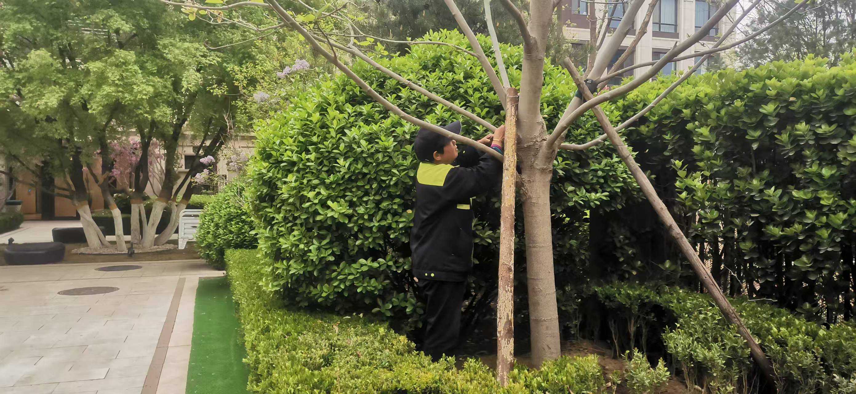 北京將出現(xiàn)10級以上大風，園林綠化養(yǎng)護如何提前防范風險